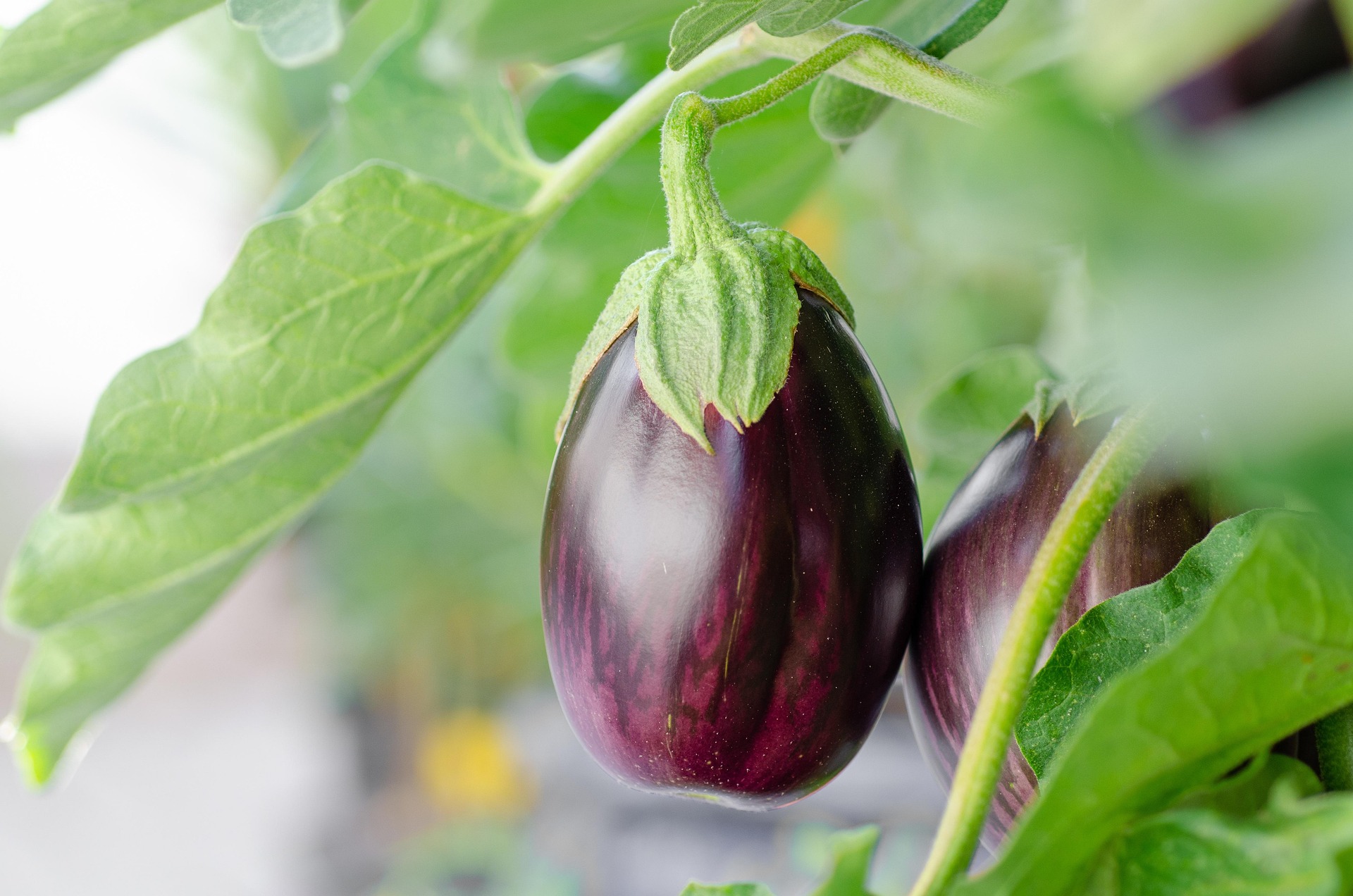 African Eggplant