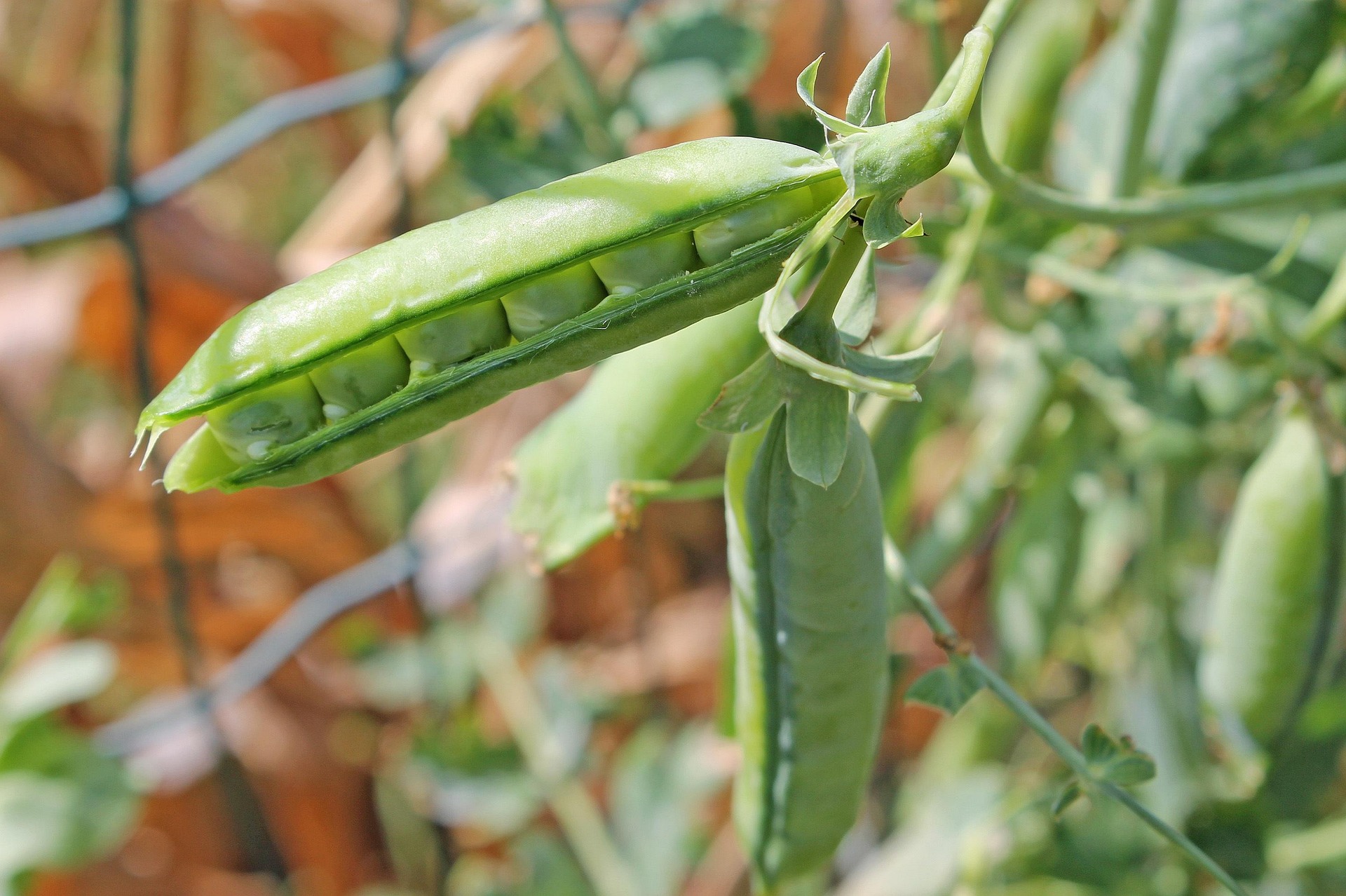 Pigeon Peas