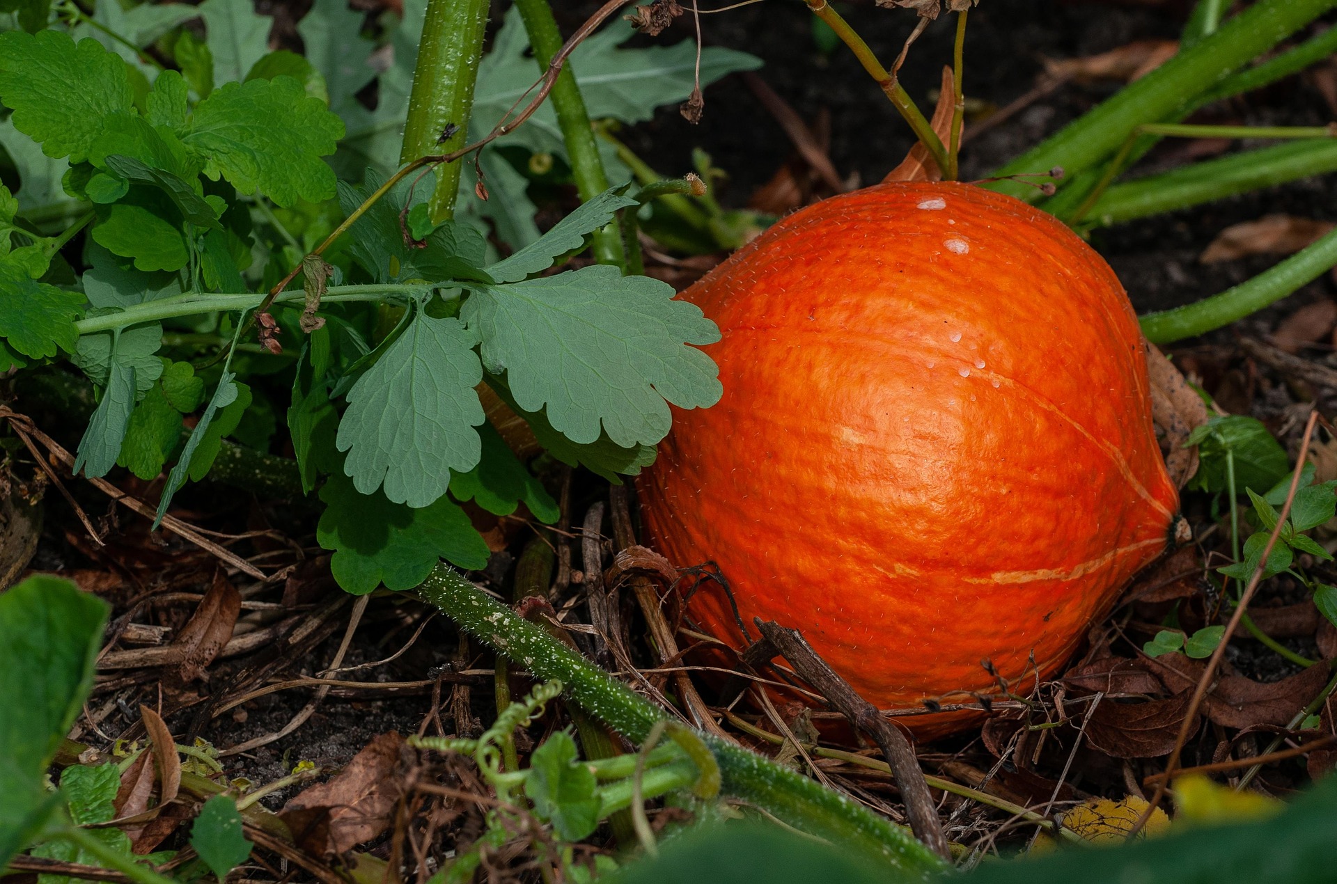 Pumpkin Leaves
