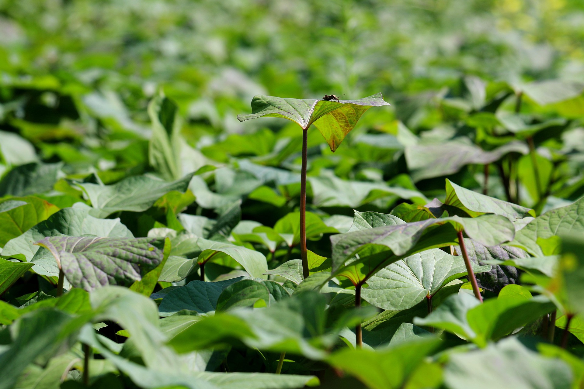 Sweet Potato Leaves
